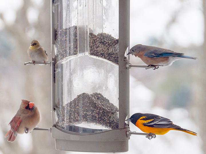 Organic Quinoa White Grain (25lb Bag)