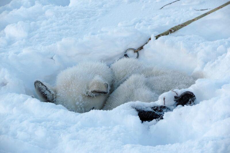 Conveyor Belt PVC 24" Width (Per Foot)